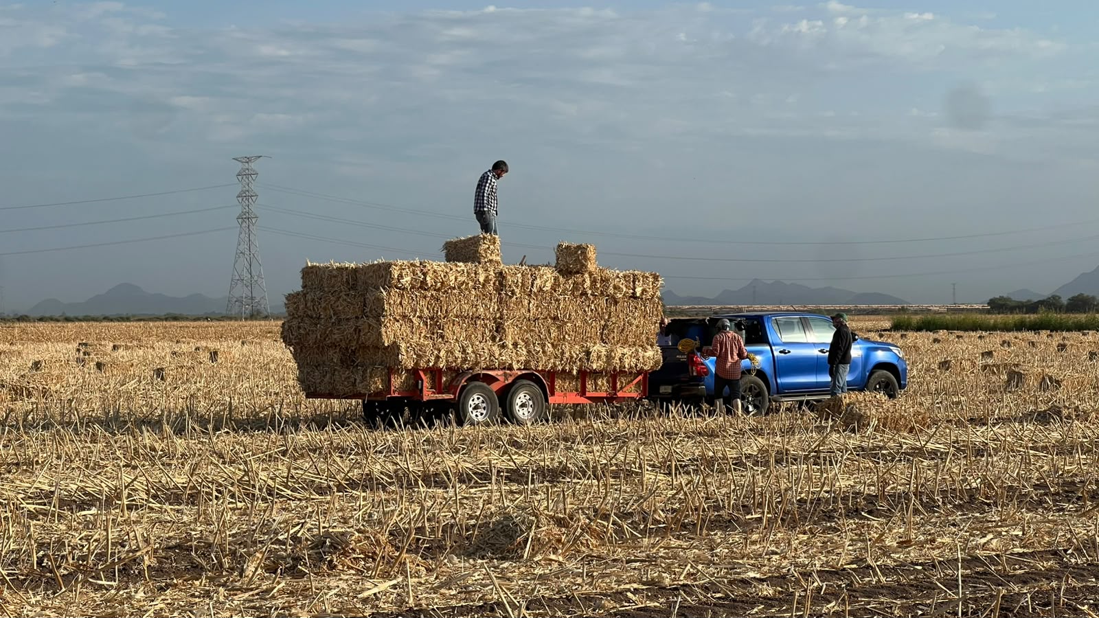 Pacas de alimento para el ganado