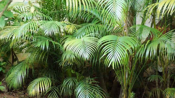 Refresca tu hogar este verano con cinco plantas fáciles de cuidar