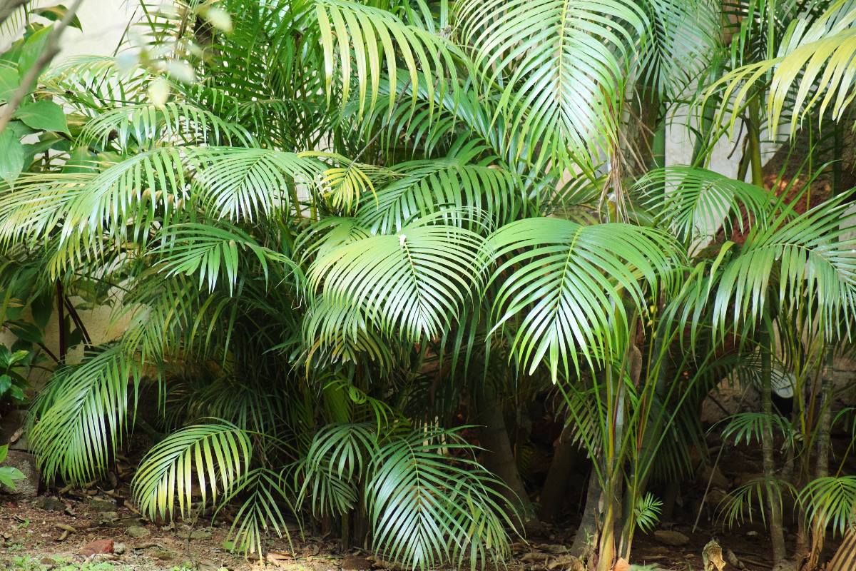 Palmera Areca