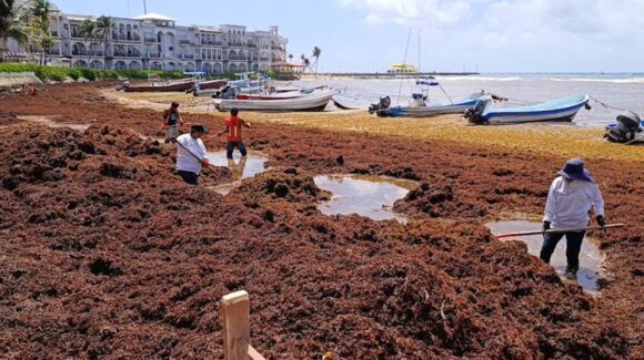 Quintana Roo enfrenta la peor temporada de sargazo de su historia