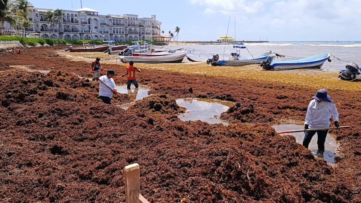 Sargazo en playas de Quintana Roo