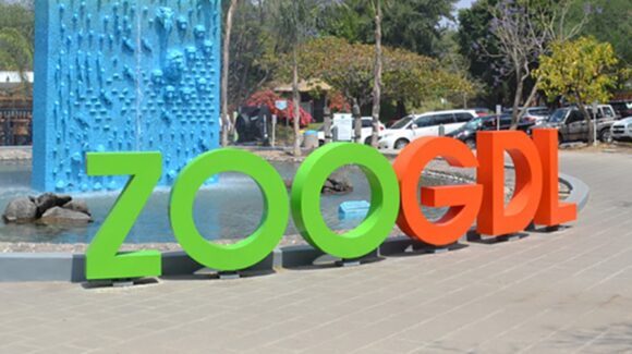 ¡Triunfo del Tri se celebra en grande! Niños entran gratis al Zoológico Guadalajara portando la camiseta de la selección
