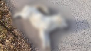 accidente de moto en lo mochis perrito