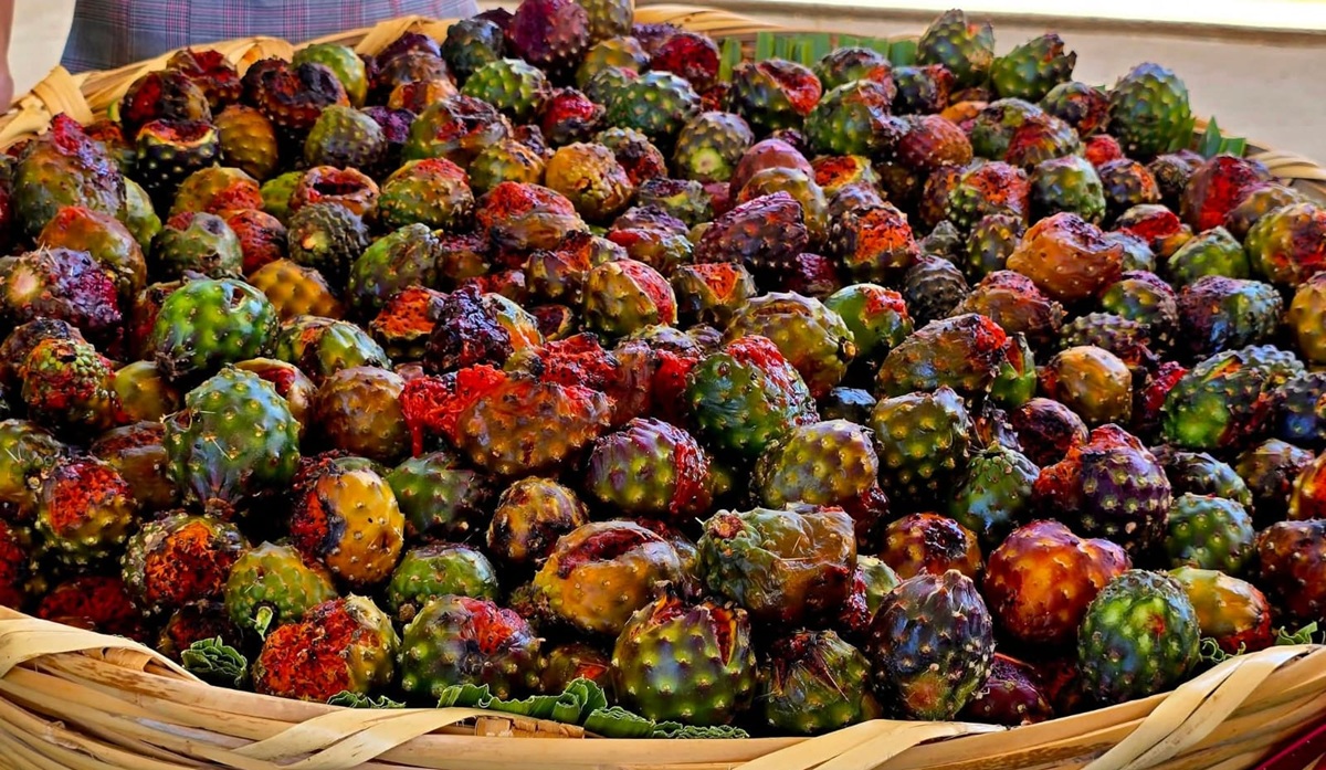 Anuncian la Feria de la Pitaya, en Choix