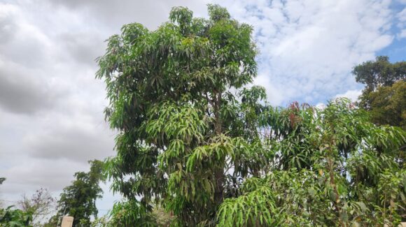 Falta de frío deja sin mango corriente a miles de hogares en Sinaloa