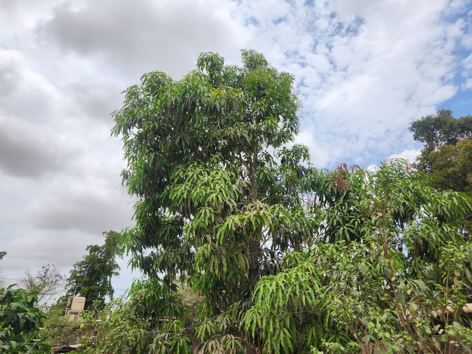 Árbol de mango
