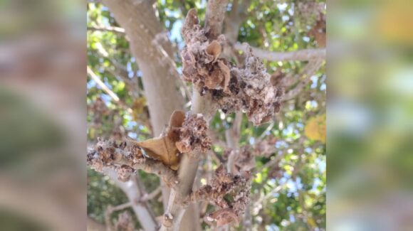 Vecinos de Ampliación Santa María piden ayuda para árbol con plaga en Guasave; vecinos temen que se expanda