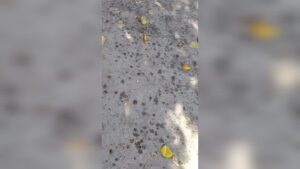 Árbol con plaga en Guasave