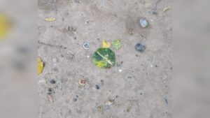 Árbol con plaga en Guasave