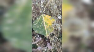 Árbol con plaga en Guasave