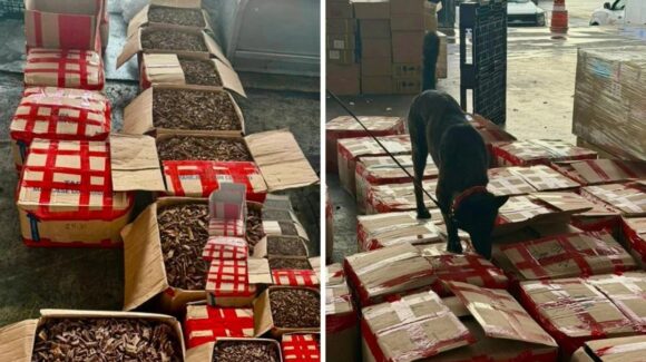 ¡Lo habían mandado a los Países Bajos! Intercepta casi dos toneladas de tepezcohuite, en aeropuerto de la CDMX