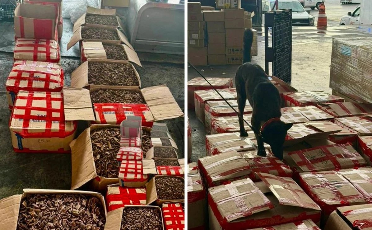 Aseguramiento de tepezcohuite en aeropuerto de CDMX