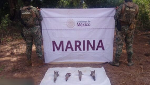 Encuentran explosivos y cientos de cartuchos; dos operativos militares dejan importantes aseguramientos en Elota y Mazatlán, Sinaloa