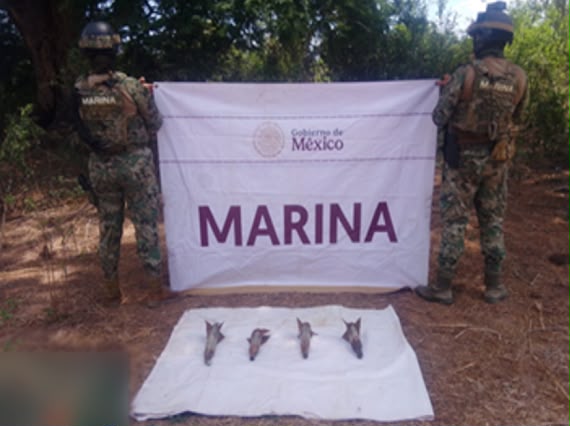 Aseguramiento en Elota