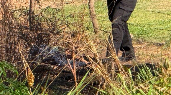 Localizan cuerpo esposado de manos y con huellas de violencia en terreno baldío en Mazatlán, Sinaloa
