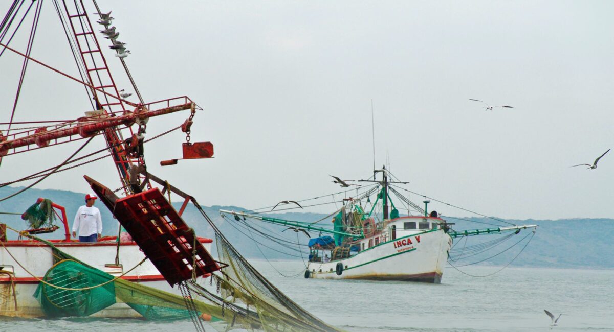 Secretaria de Pesca en Sinaloa admite que tampoco ve nada claro para frenar la introducción del camarón a México