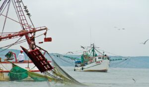 Secretaria de Pesca en Sinaloa admite que tampoco ve nada claro para frenar la introducción del camarón a México