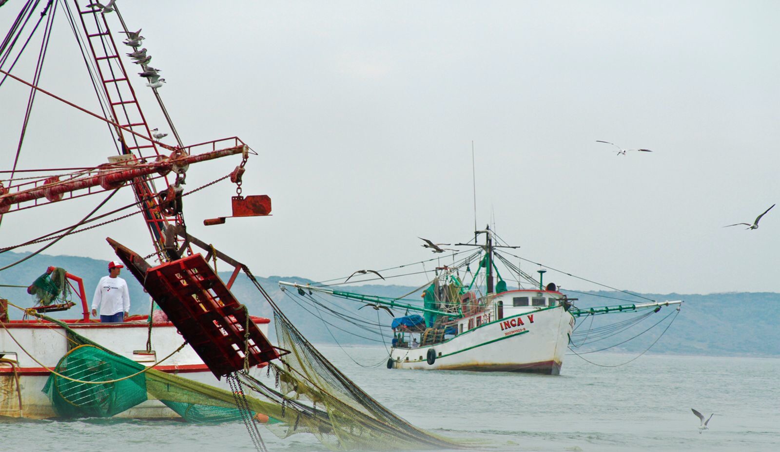 Camarón camaronero