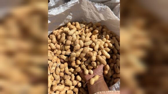 Productores de cacahuate, en Mocorito, prevén menor superficie de siembra por falta de lluvias y bajos precios