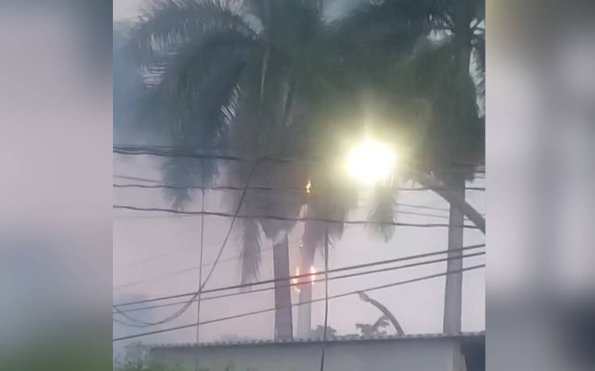 cae rayo a palmera en los mochis