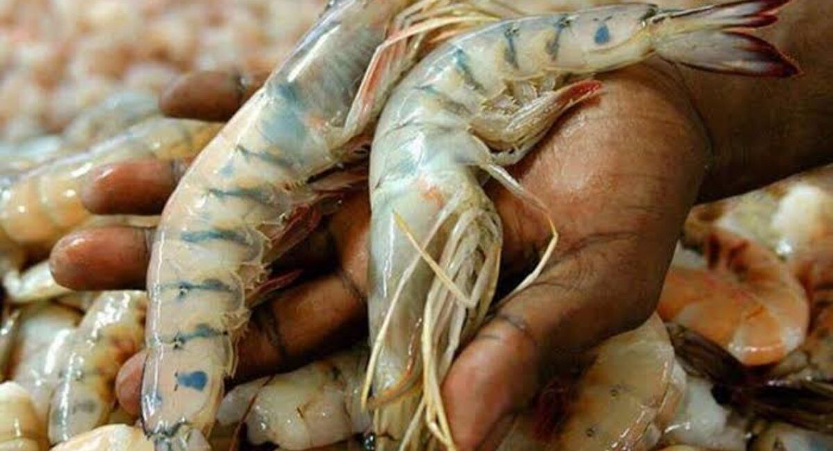 Se ‘ahoga’ la pesca de Sinaloa y México ante falta de precios en el camarón; introducción de otros países los aniquila