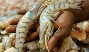 Se ‘ahoga’ la pesca de Sinaloa y México ante falta de precios en el camarón; introducción de otros países los aniquila