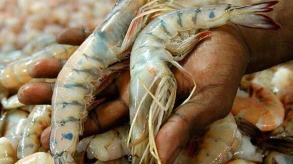 Se ‘ahoga’ la pesca de Sinaloa y México ante falta de precios en el camarón; introducción de otros países los aniquila