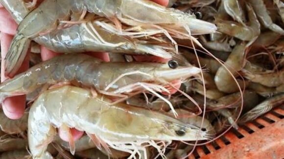 Pesca en altamar y acuacultores en agonía; se suman armadores al reclamo de camarón ilegal ecuatoriano desde Mazatlán, Sinaloa