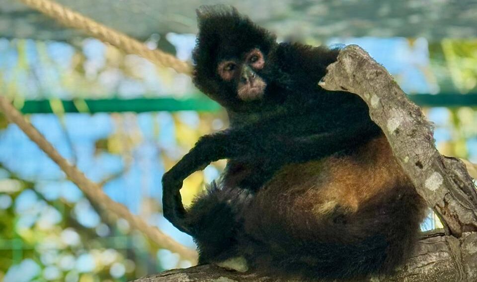 Mono del Acuario de Mazatlán