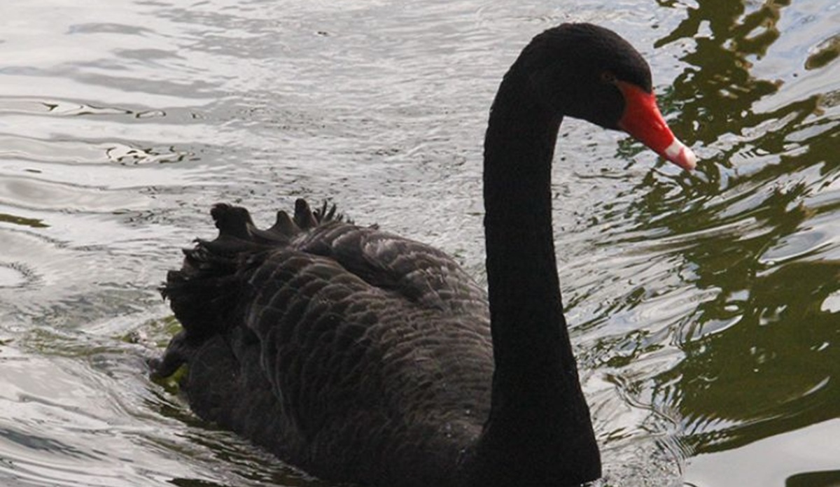 Cisne negro