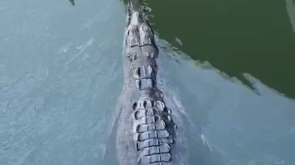 Captan a cocodrilo en el muelle de Topolobampo, Sinaloa