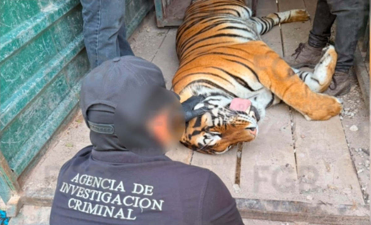 Aseguramiento de animales y vehículos en Durango