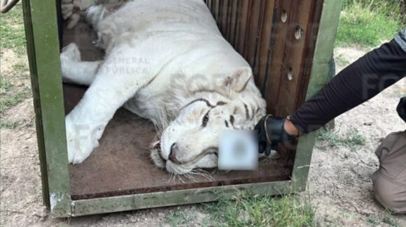 ¡Casi un zoológico! Más de 30 caballos, tigres, un burro y otros animales son asegurados en un inmueble, en Durango (fotos)