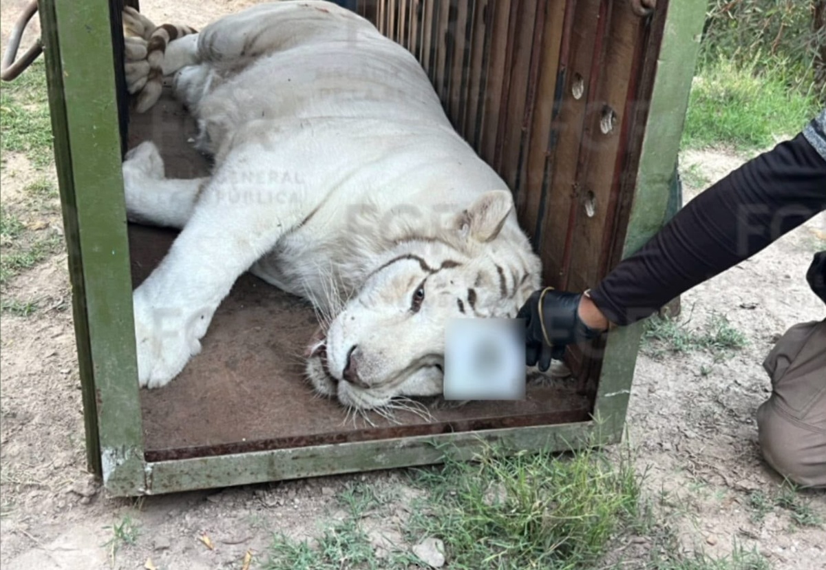 Aseguramiento de animales y vehículos en Durango