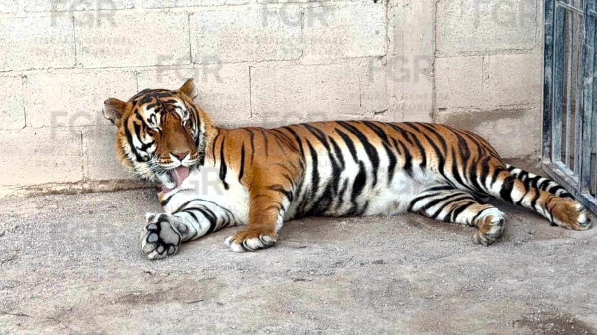 Aseguramiento de animales y vehículos en Durango