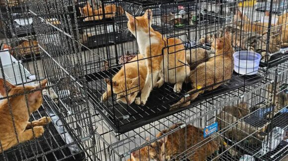 Vietnam rescata más de 400 gatos en operativo contra comercio ilegal de carne