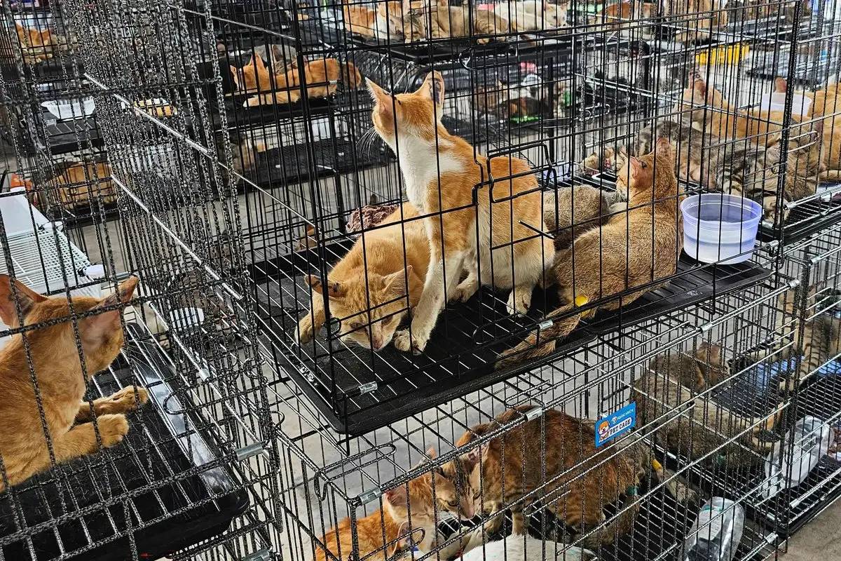 Vietnam rescata más de 500 gatos en operativo contra comercio ilegal de carne