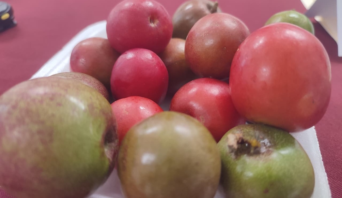 Invitan a la Feria de la Ciruela en Aguacaliente de Gárate, en Concordia