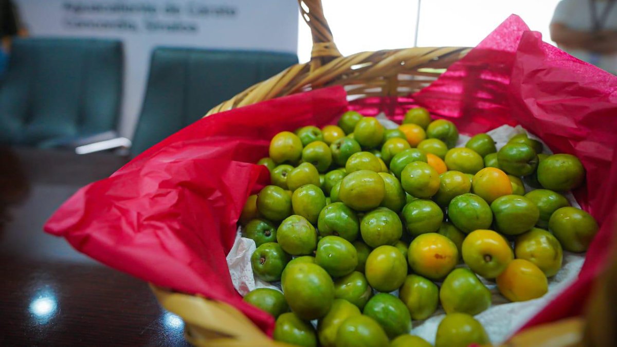 Invitan a la Feria de la Ciruela en Aguacaliente de Gárate, en Concordia