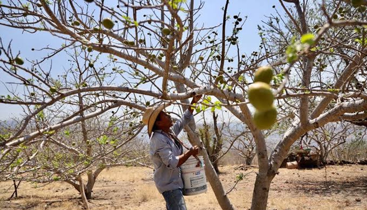 Invitan a la Feria de la Ciruela en Aguacaliente de Gárate, en Concordia