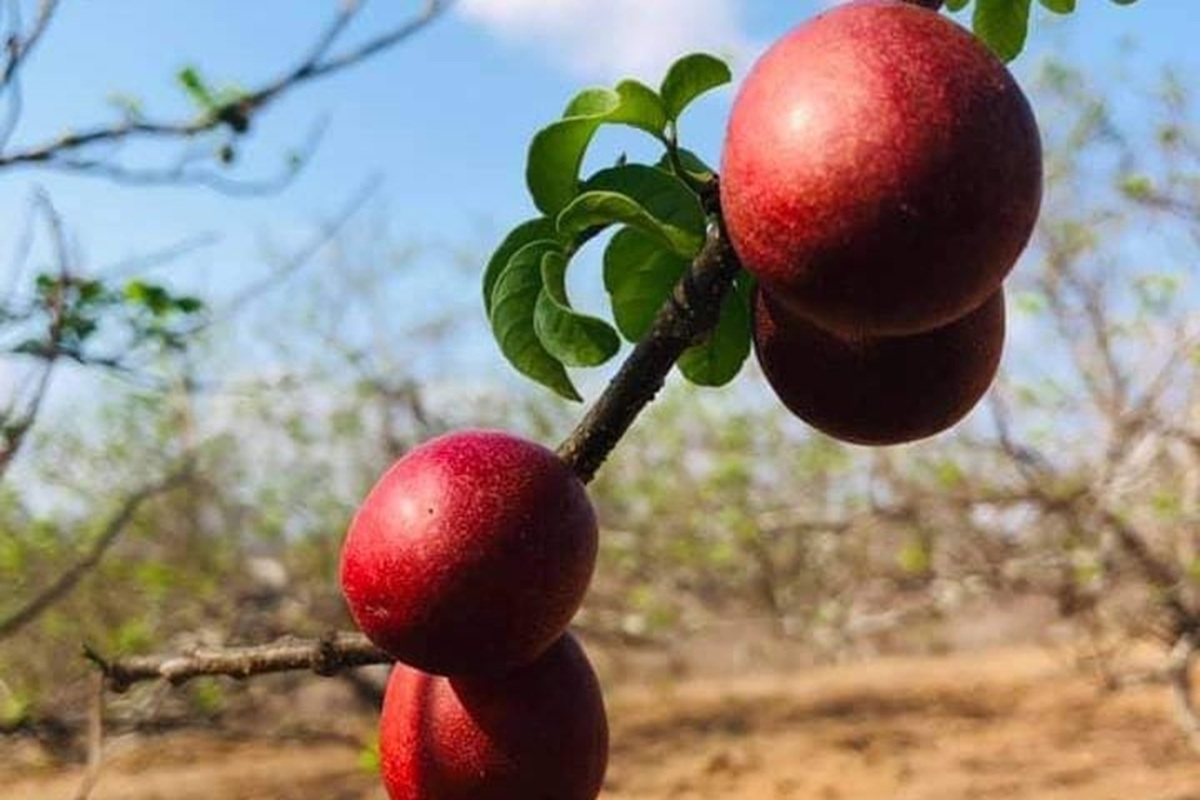 Invitan a la Feria de la Ciruela en Aguacaliente de Gárate, en Concordia