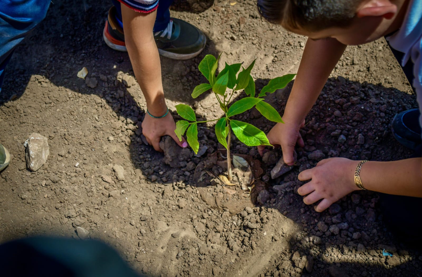 Jornada de arborización en Cacalotita por el Día Mundial del Medio Ambiente