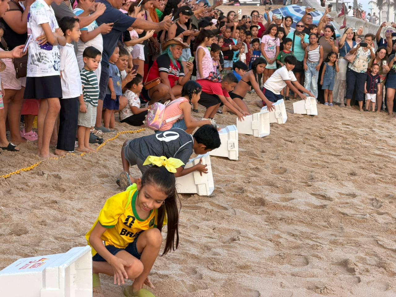 Liberan tortugas marinas negras en Mazatlán