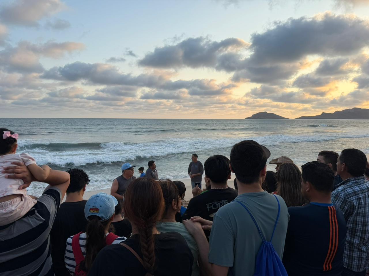 Liberan tortugas marinas negras en Mazatlán
