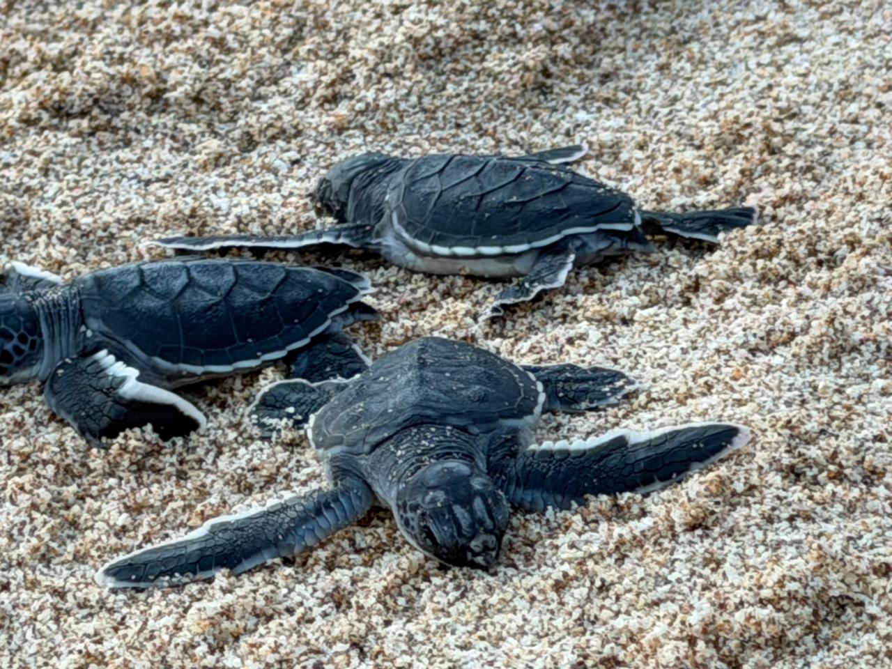 Liberan tortugas marinas negras en Mazatlán