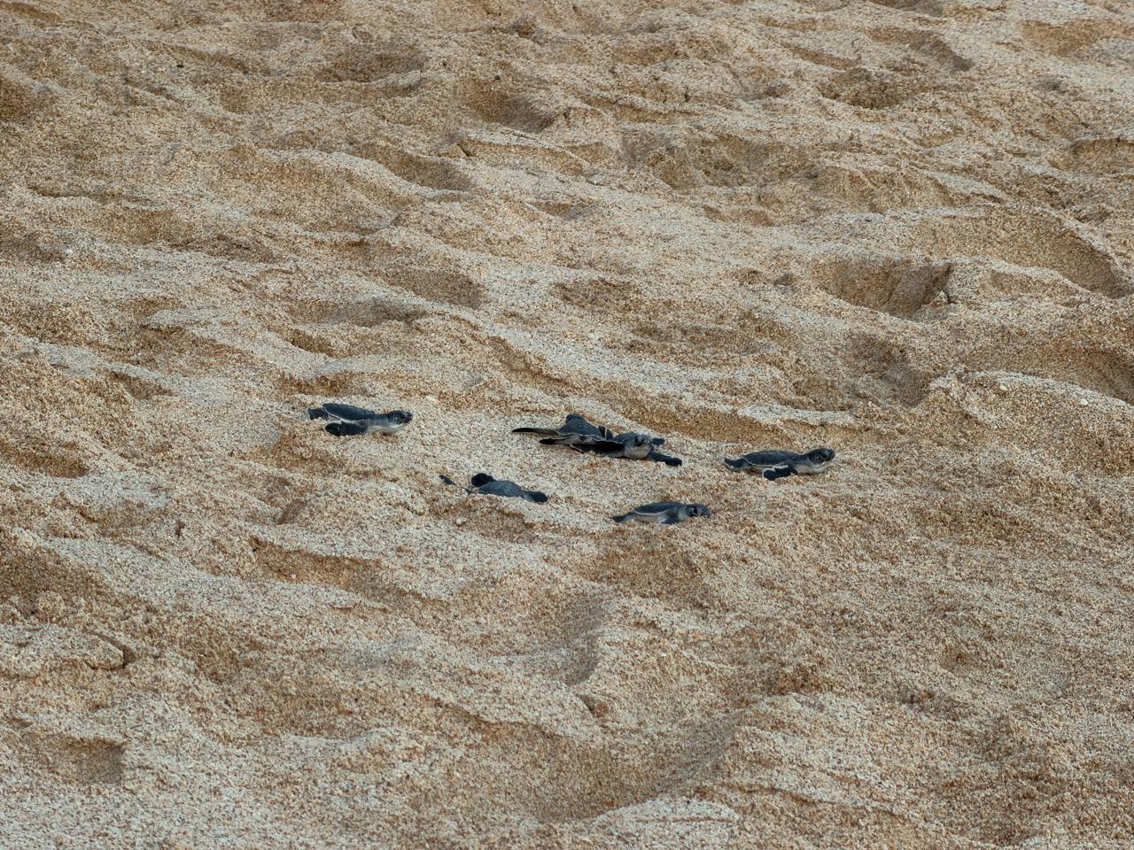 Liberan tortugas marinas negras en Mazatlán