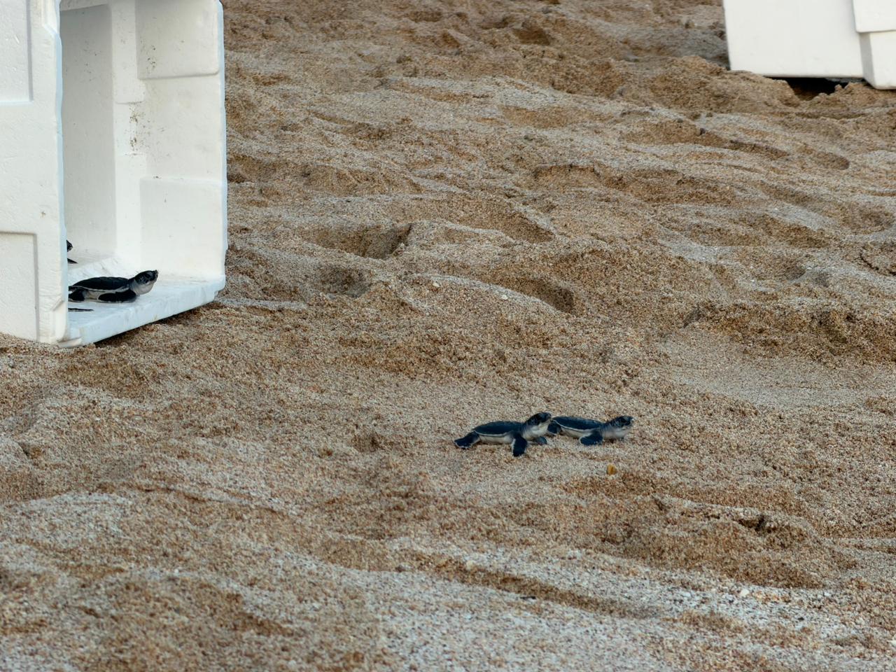 Liberan tortugas marinas negras en Mazatlán