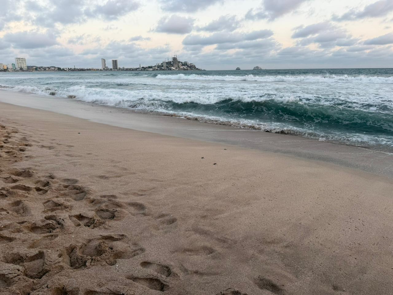 Liberan tortugas marinas negras en Mazatlán