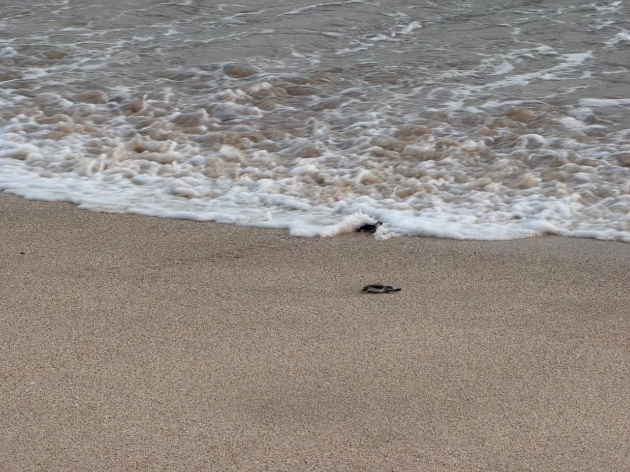 Liberan tortugas marinas negras en Mazatlán