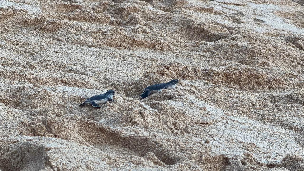 Liberan tortugas marinas negras en Mazatlán
